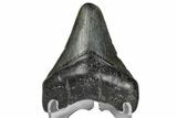 Juvenile Megalodon Tooth - South Carolina #172112-1